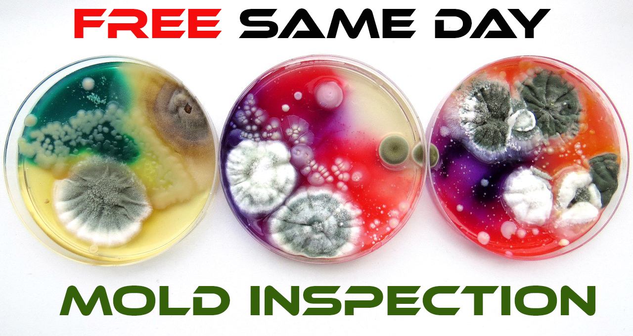 Mold Inspection and Removal