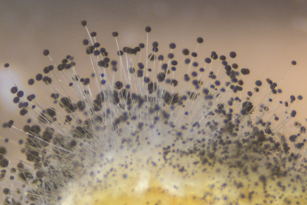 A close up of a mold growing on a piece of wood under a microscope.