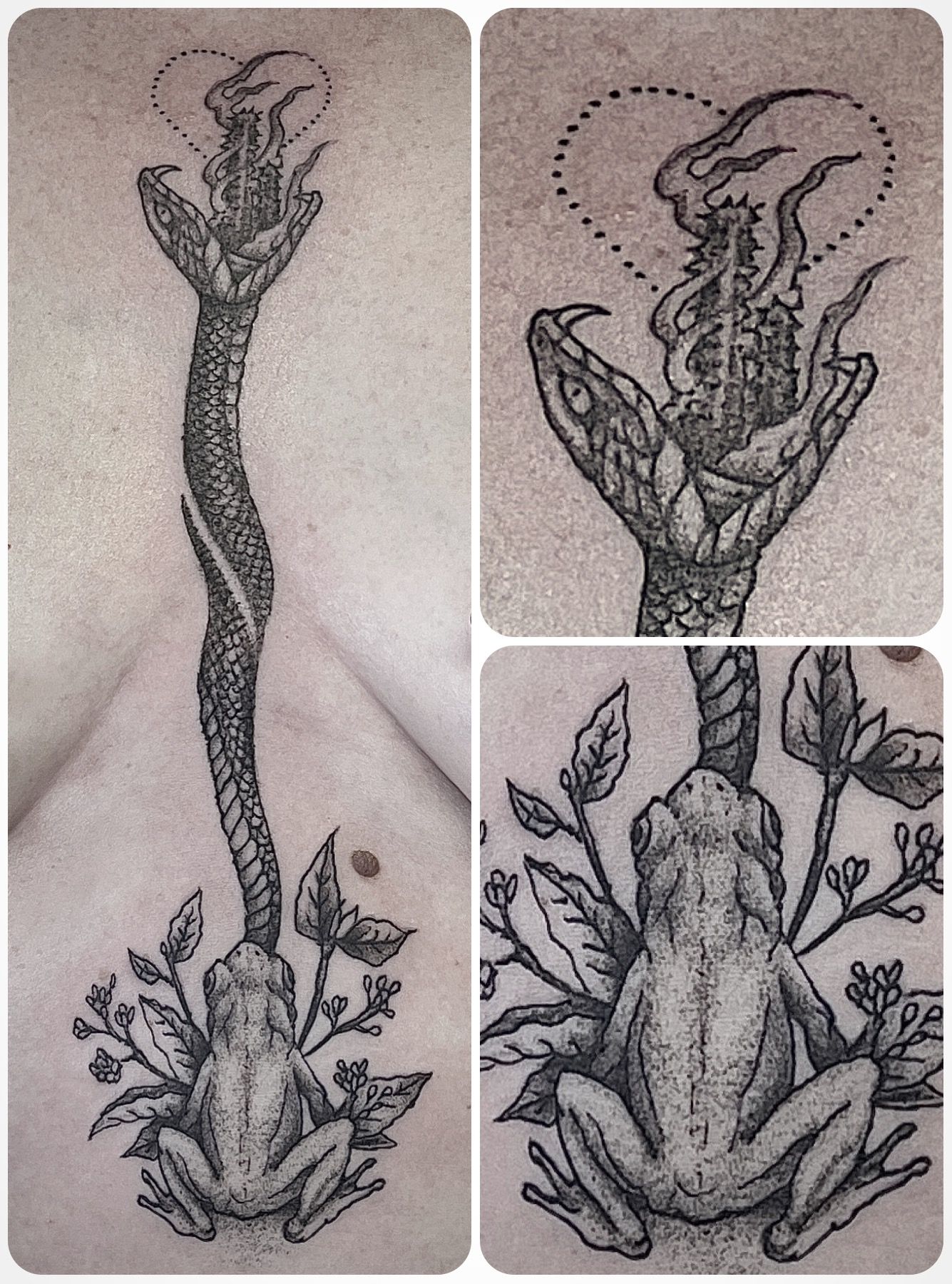 Drie panelen van een zwart-wit botanische tekening die een hoge bloeiende plant afbeelden.