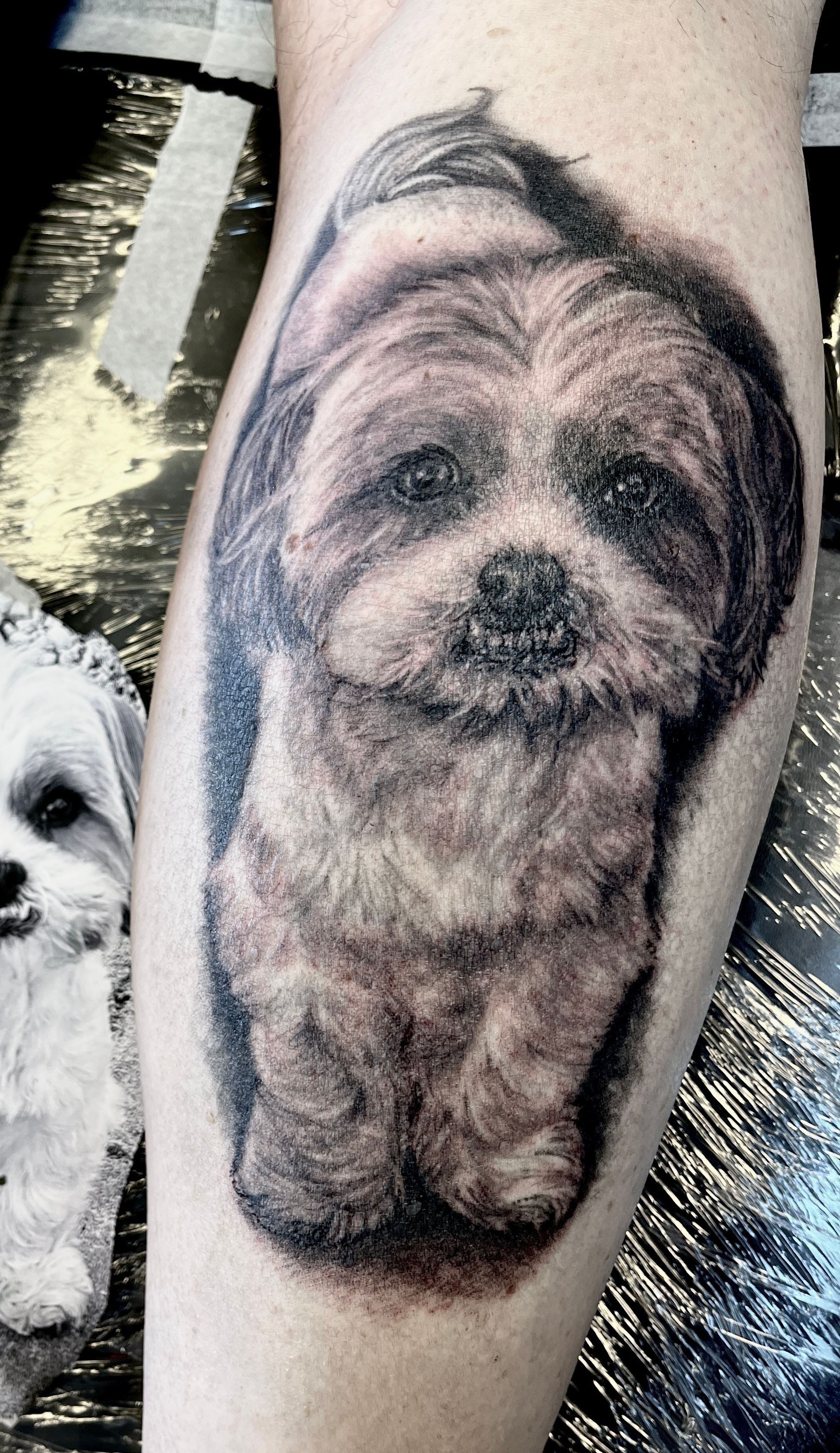 Kleine zwart-grijze hondentattoo op een kuit, met daarnaast gedeeltelijk een echte hond zichtbaar.