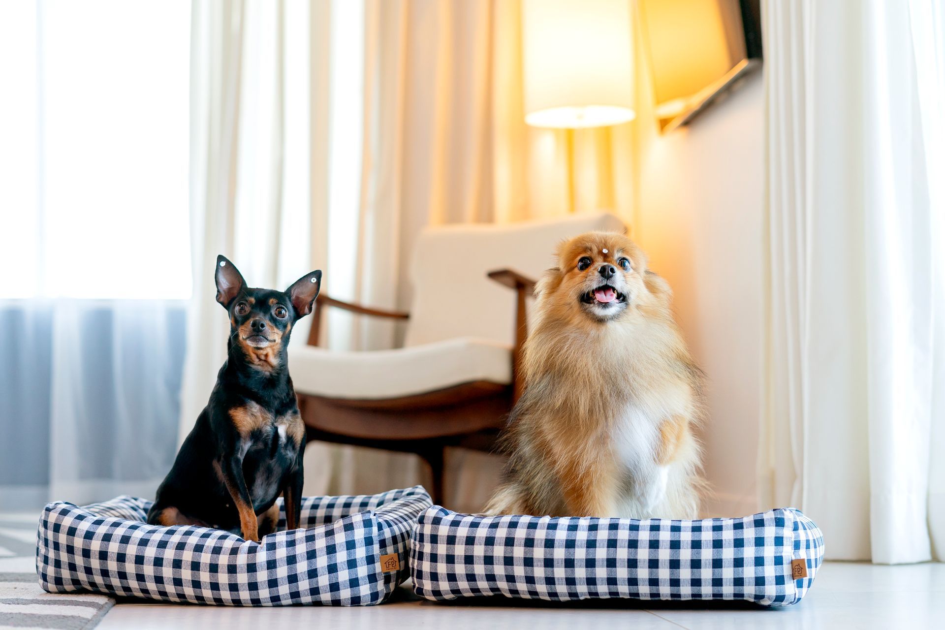 Dois cães, um Pinscher Miniatura preto e marrom e um Lulu da Pomerânia bege, em camas xadrez azuis combinando, em um quarto bem iluminado.