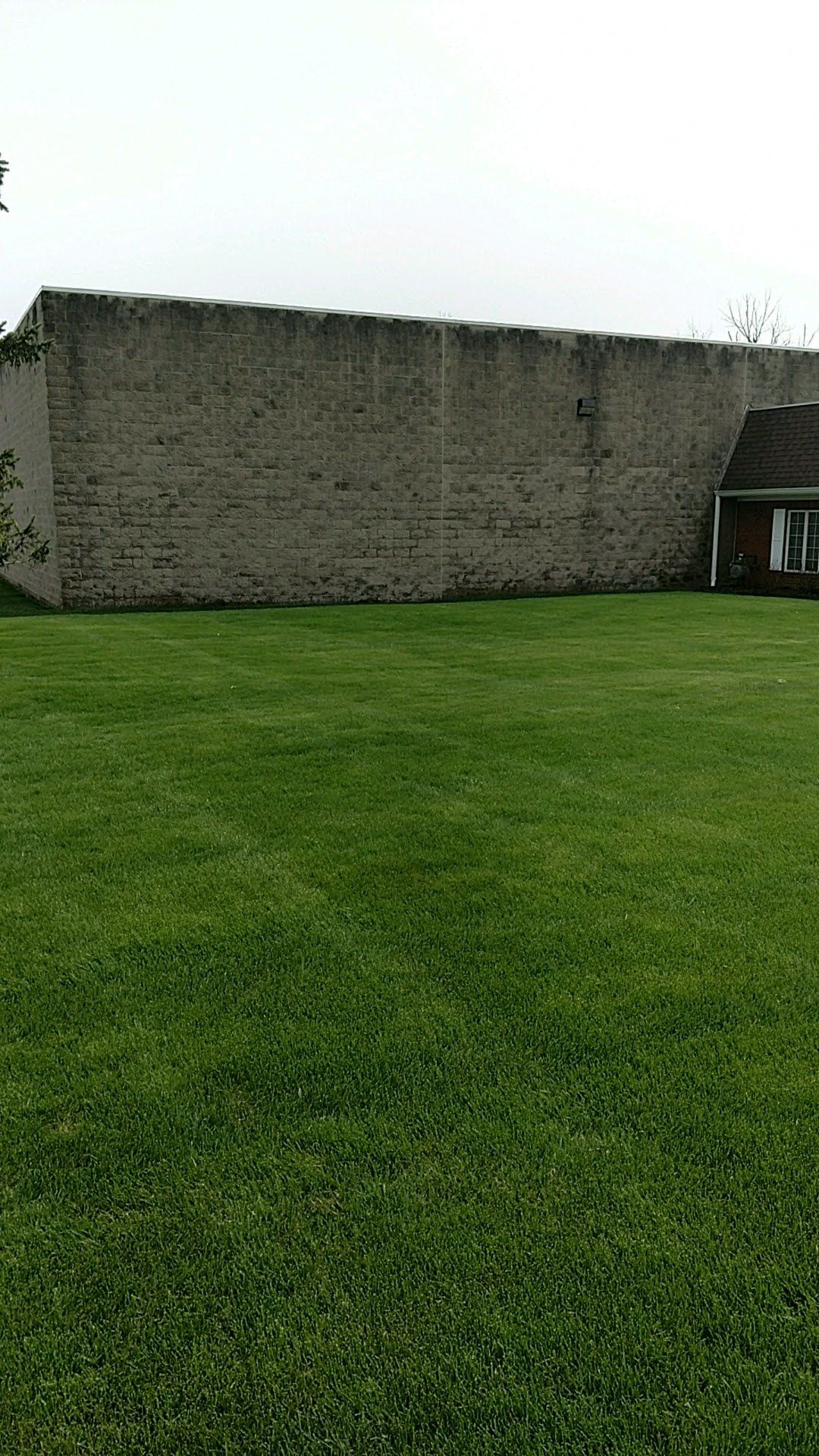 A large brick wall is behind a lush green lawn.