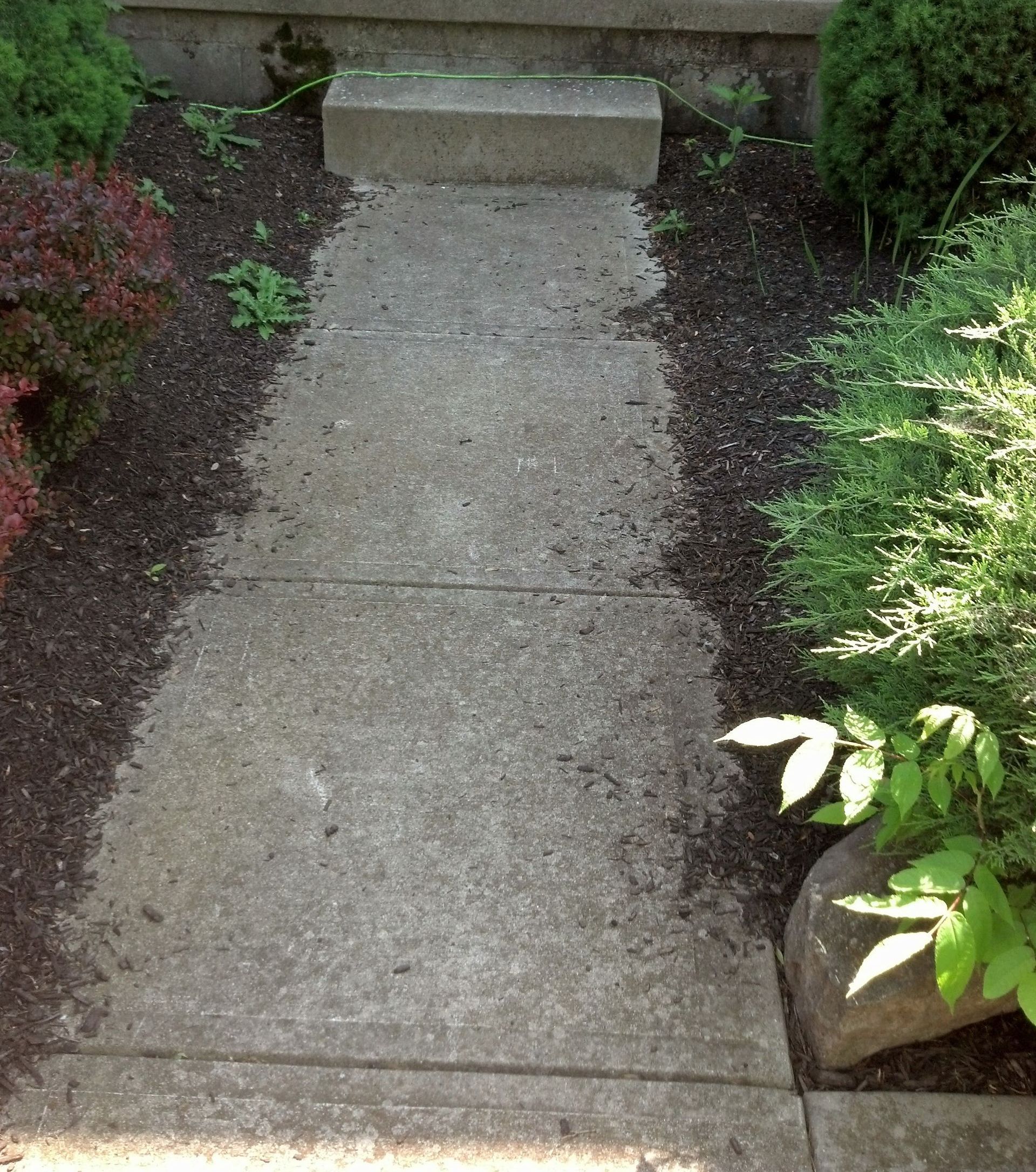 A concrete walkway surrounded by plants and bushes in a garden before clean.