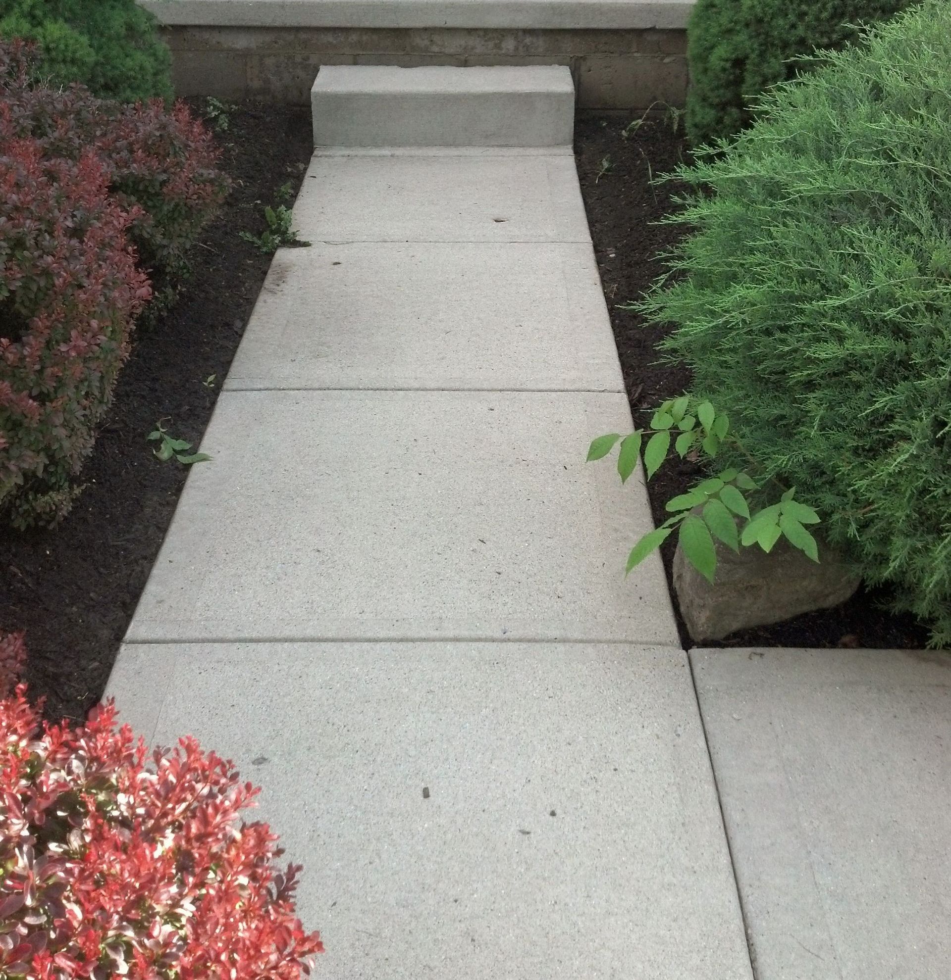 A concrete walkway surrounded by plants and bushes after clean.