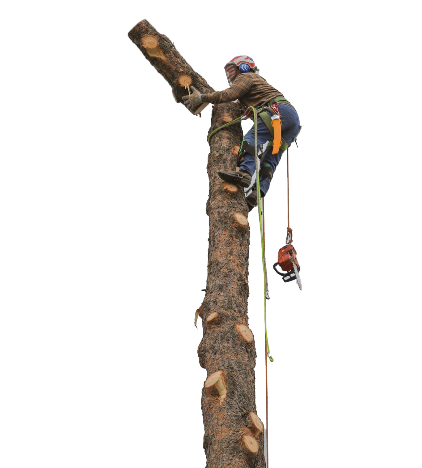 A man is climbing a tree with a chainsaw.