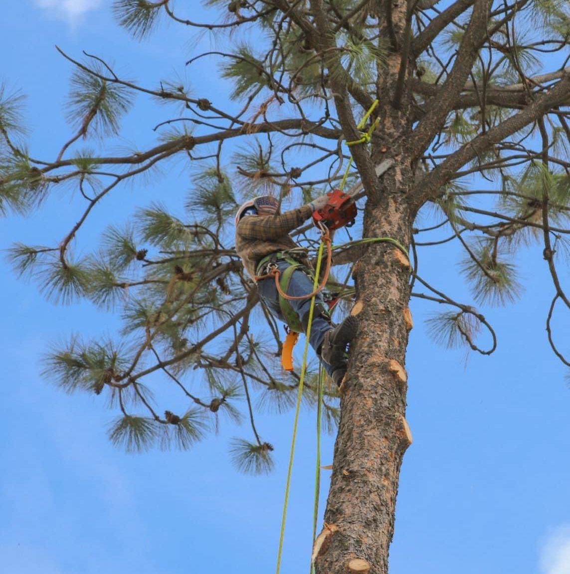 A man is climbing up a tree with a rope
