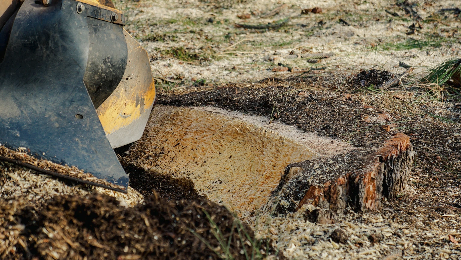 A stump grinder is being used to remove a tree stump.