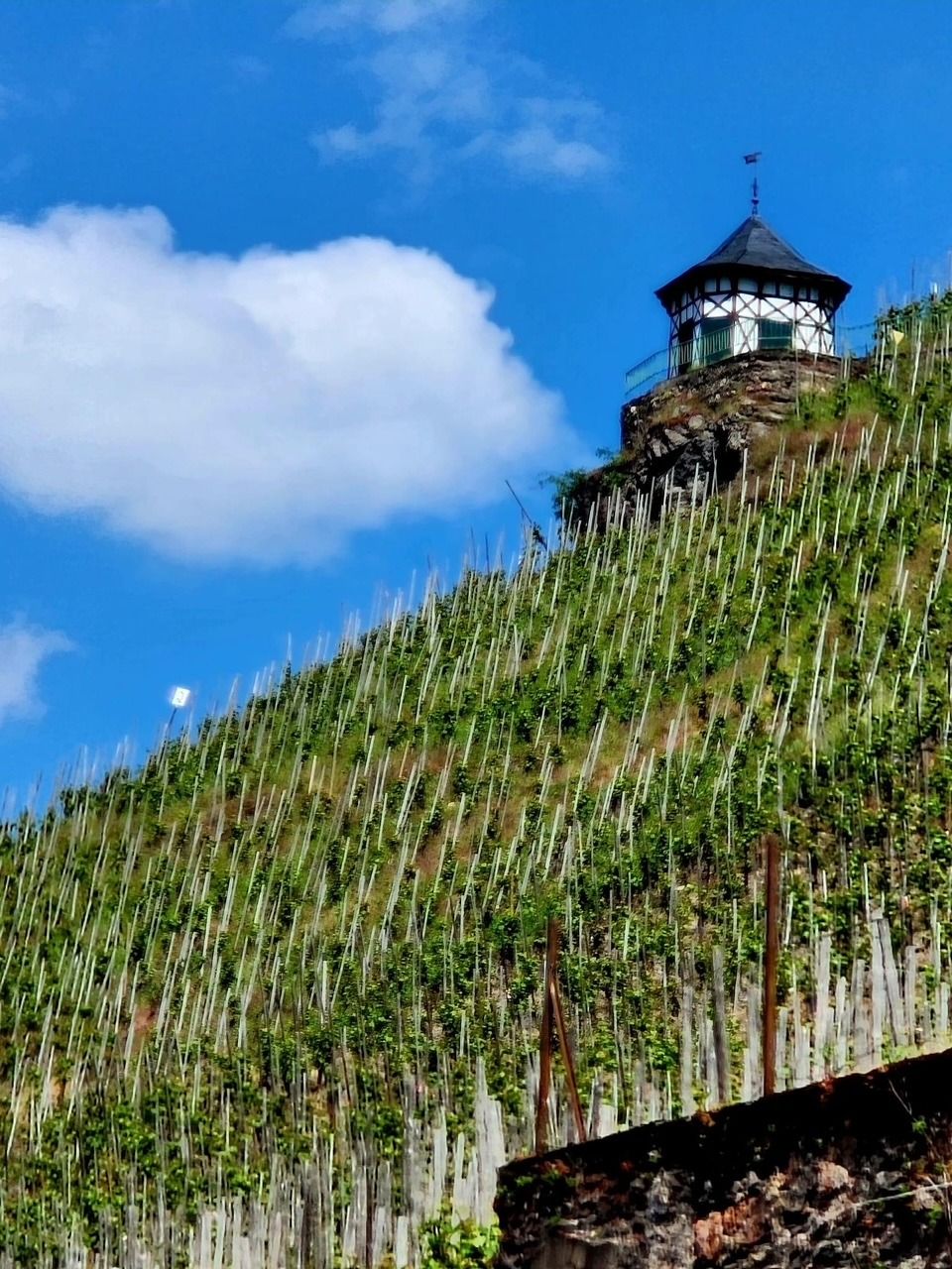 Steep vineyard hillside under blue sky, topped by a small tower or chapel.