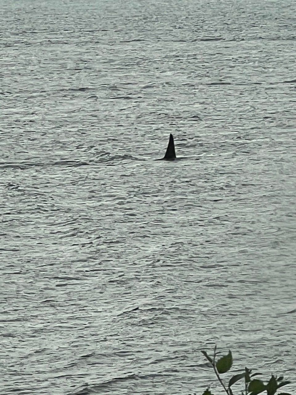 Dorsal fin breaking the surface of a gray, rippling body of water, with leaves in the foreground.