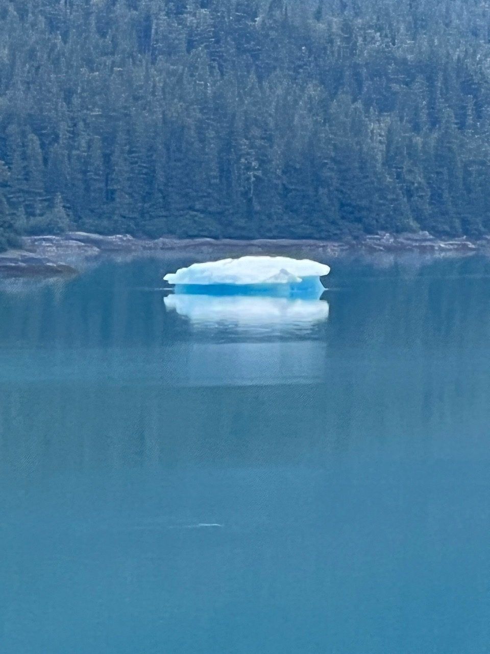 Small white ice floe floating on calm blue water before a dark evergreen forest