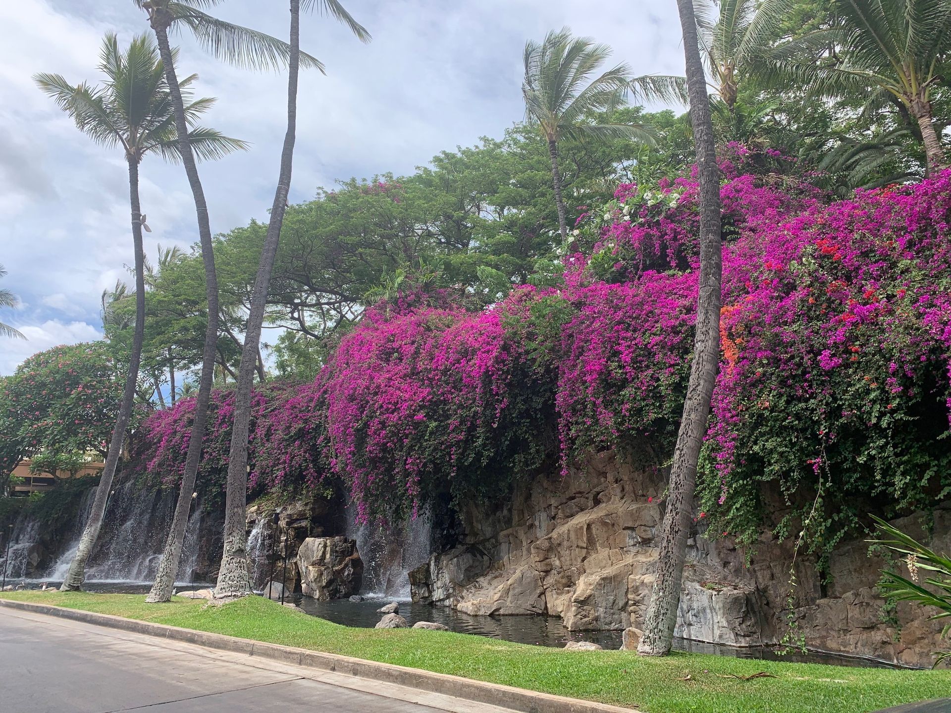 Tropical roadside with palm trees and bright pink bougainvillea cascading over a rocky embankment