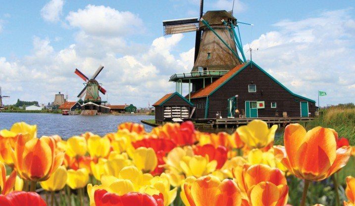 Tulip field with traditional windmills by a canal under a cloudy sky