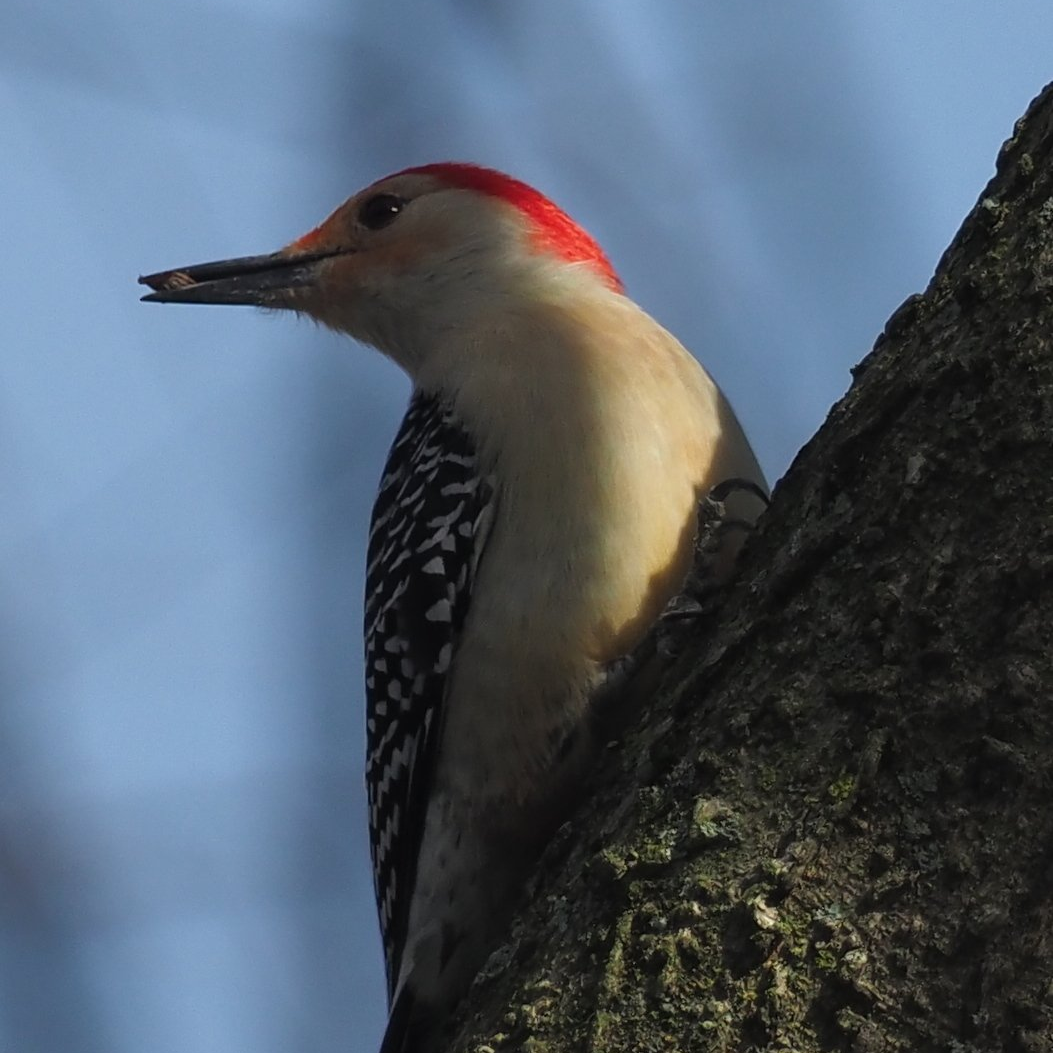 There are many bird watching opportunities at JSP