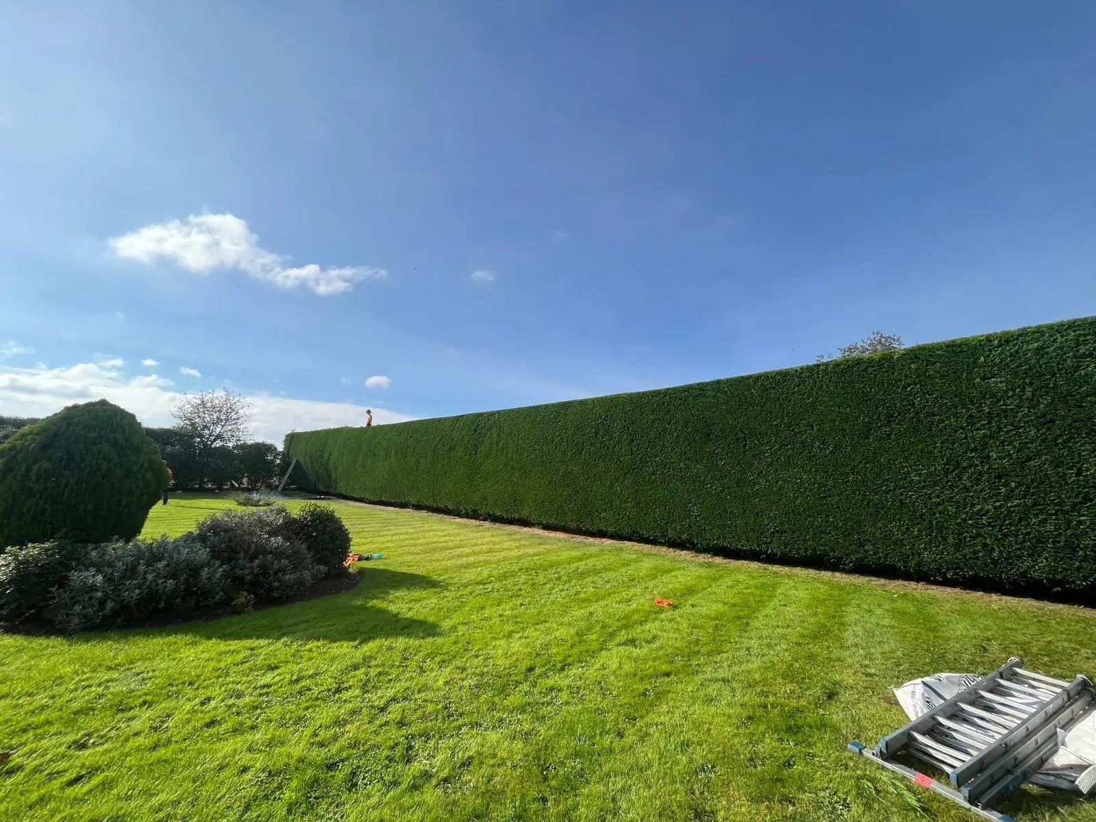 Hedge trimming