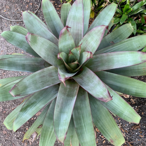 big-plant