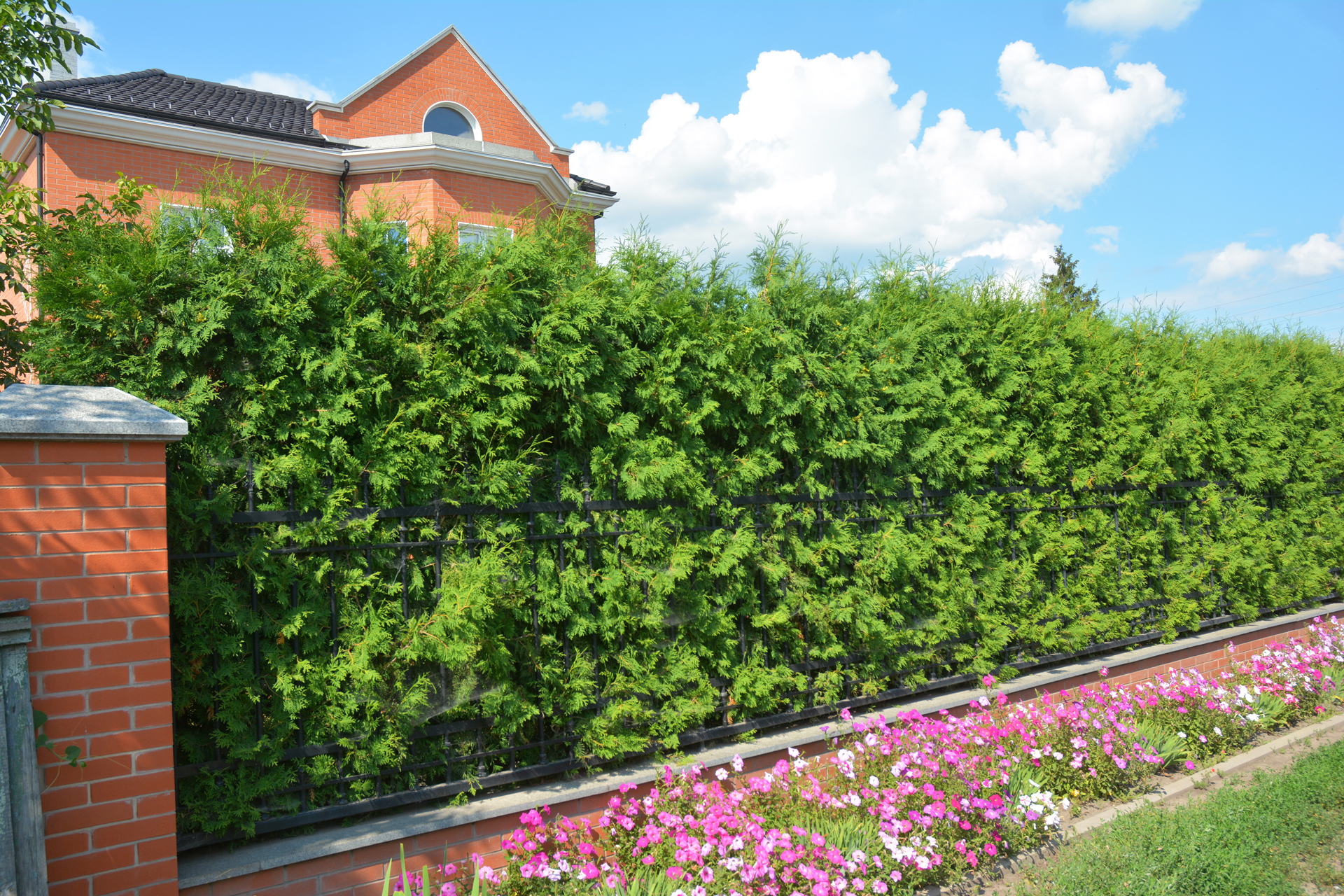 shrubs