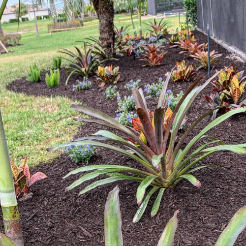 decorative-plant