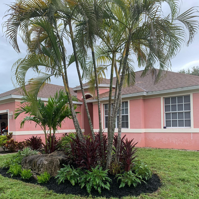 palm-tree
