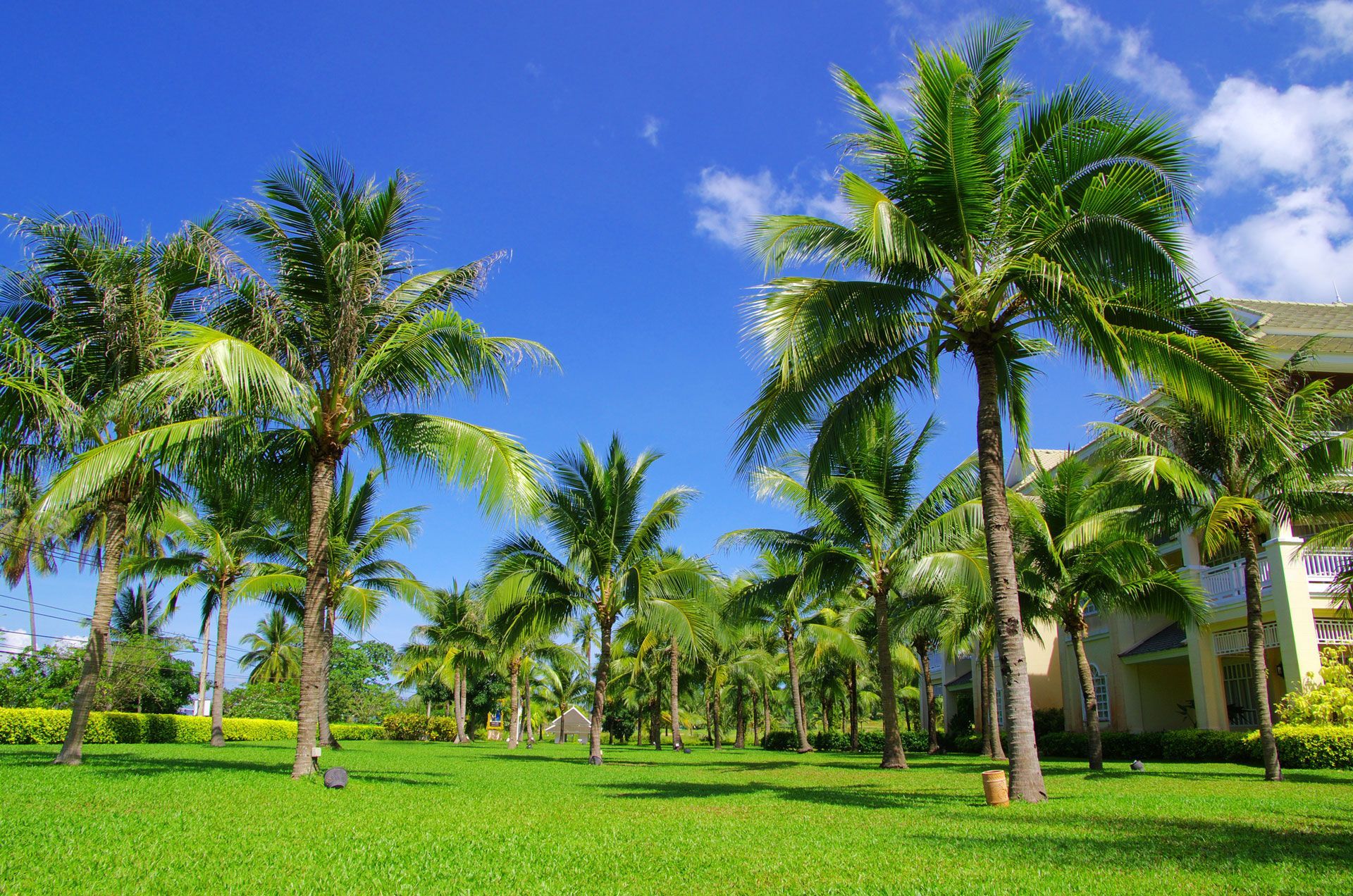 green-grass-palm-trees