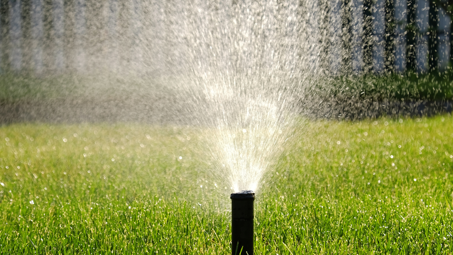 a sprinkler is spraying water on a lush green lawn .