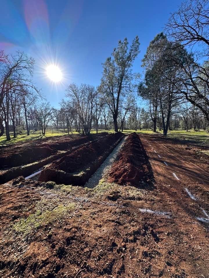 Bare trees and long plowed soil rows in a sunny field under a clear blue sky Bare trees and long plowed soil rows in a sunny field under a clear blue sky