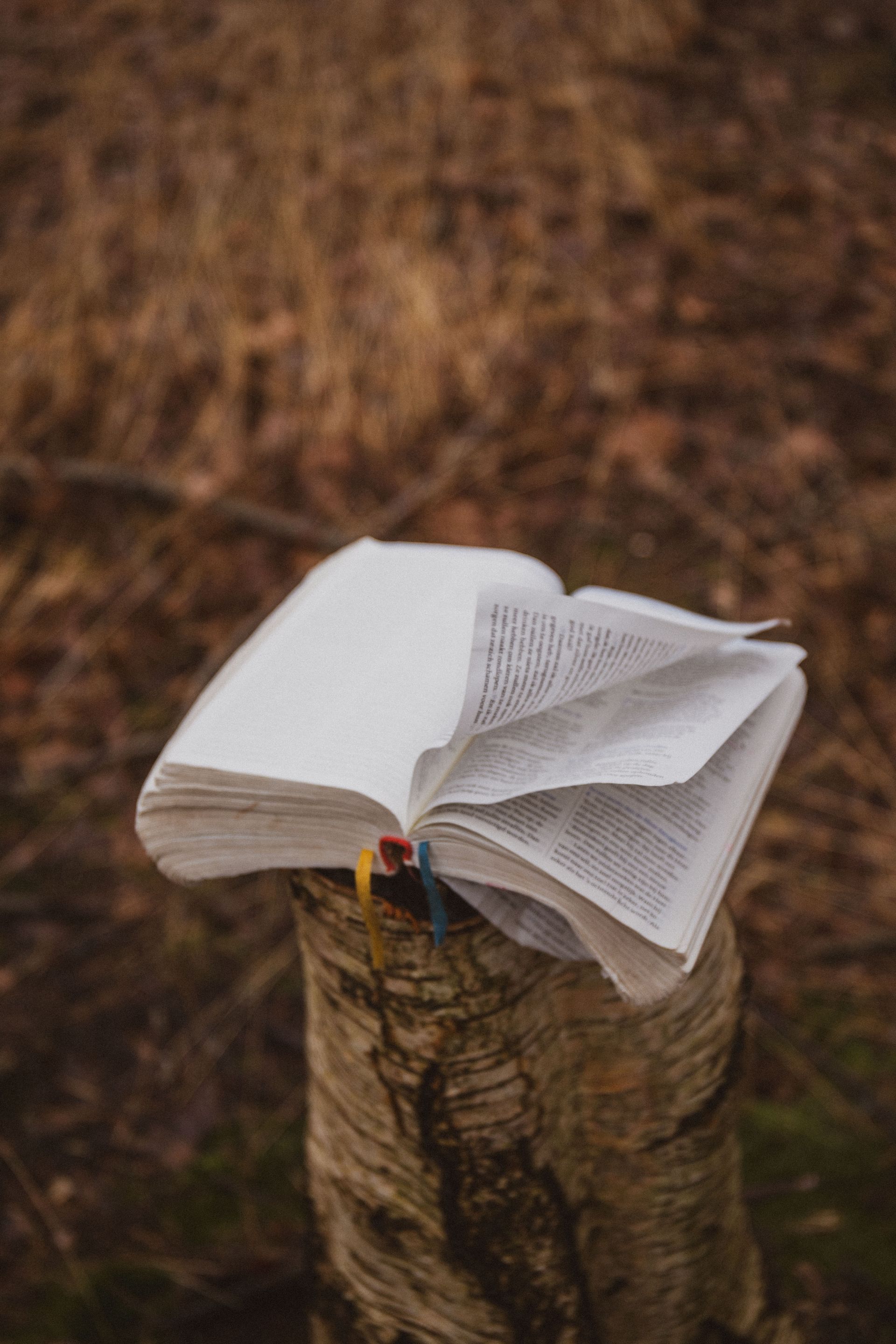 Een open boek ligt buiten op een afgezaagde boomstronk, met wazig bruin gebladerte op de achtergrond.