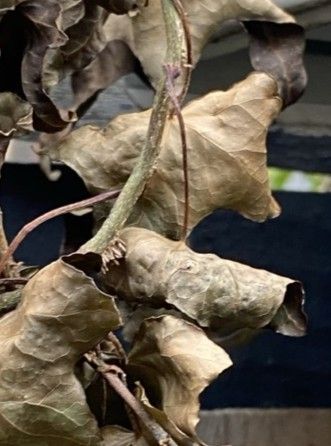 weeds, bamboo, ivy, poison ivy
