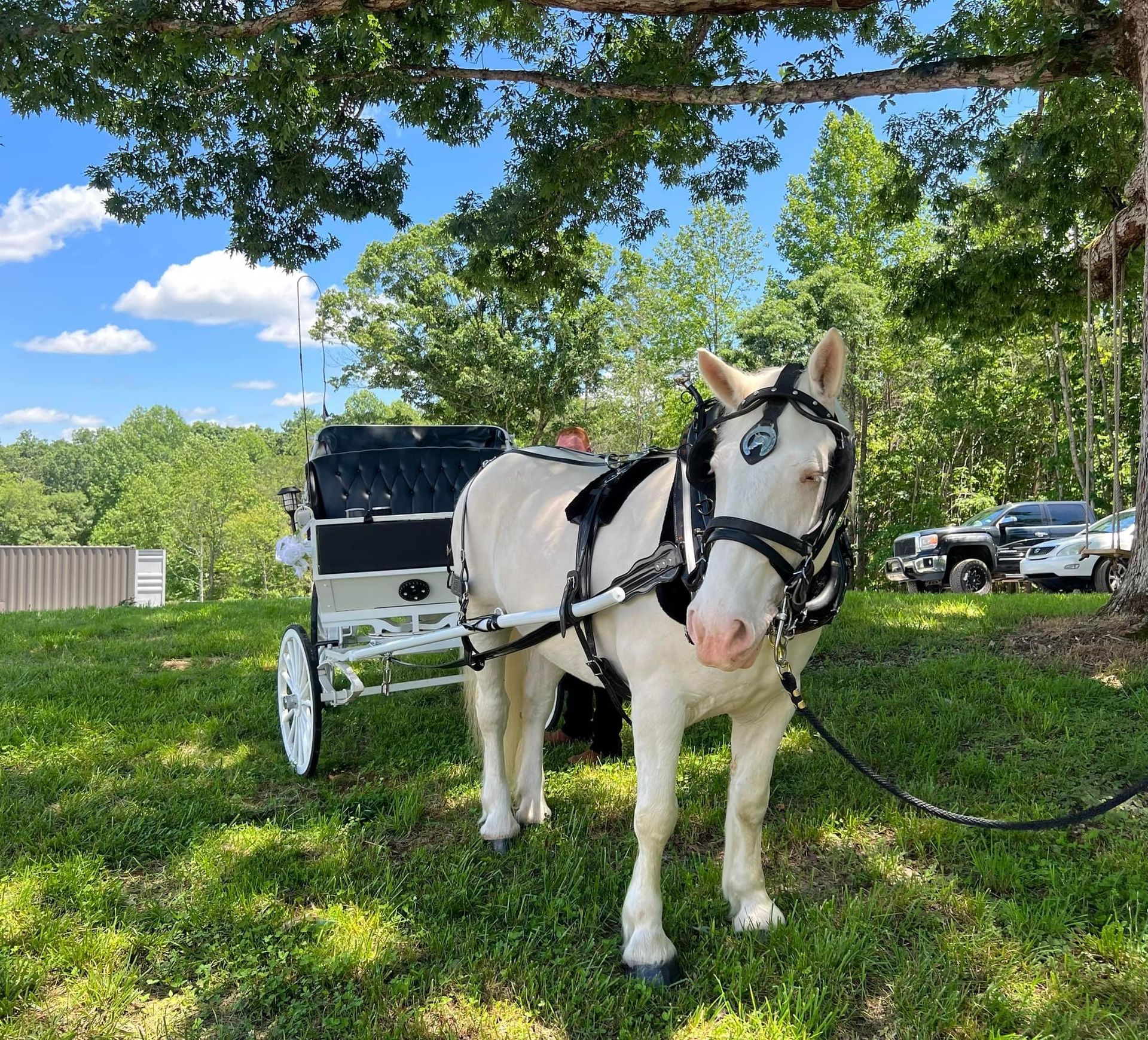 White pony in harness stands before a black carriage in a grassy area, under a tree.
