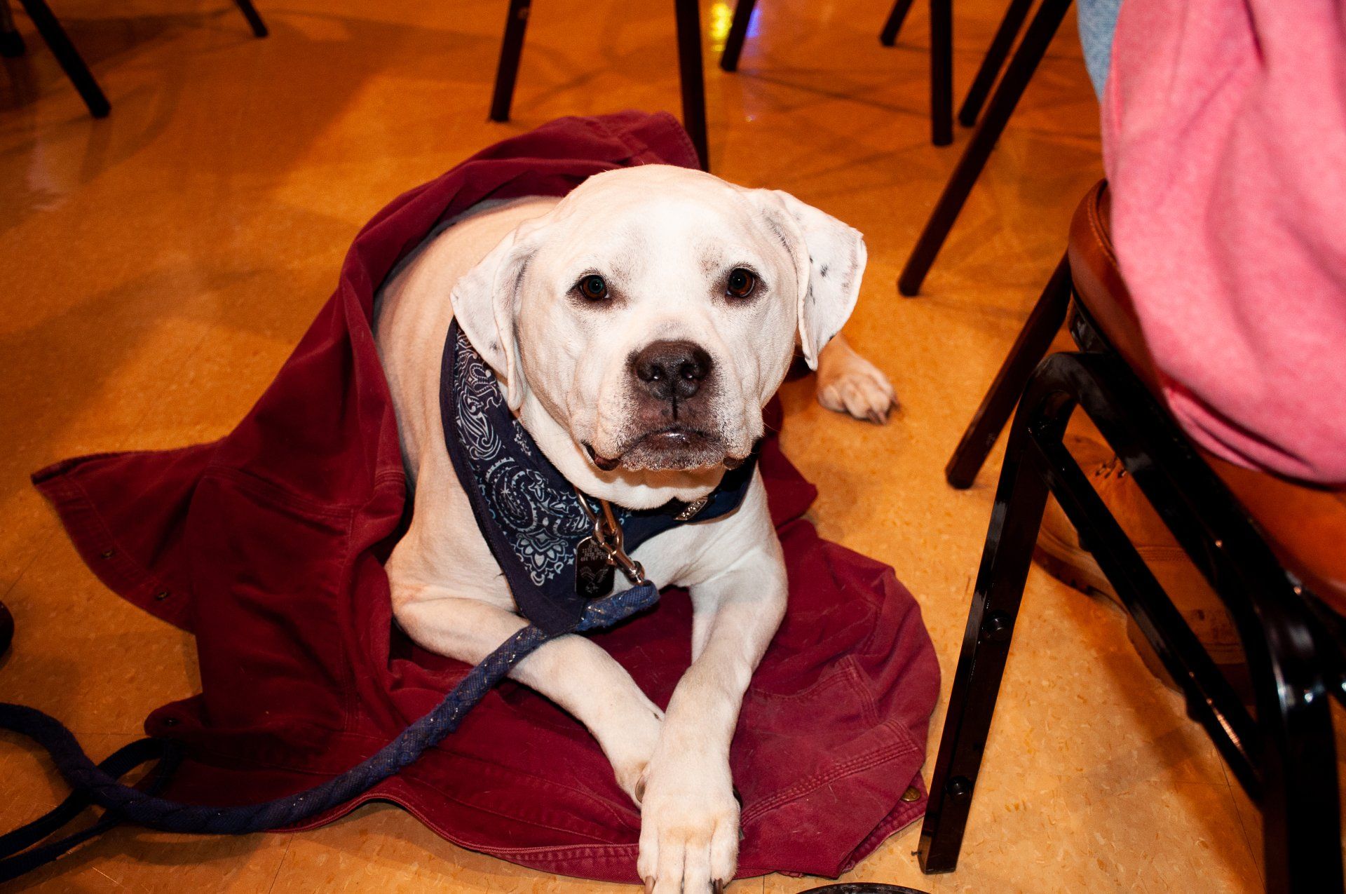 White dog in a red blanket, wearing a blue bandana, lying on a wooden floor indoors.