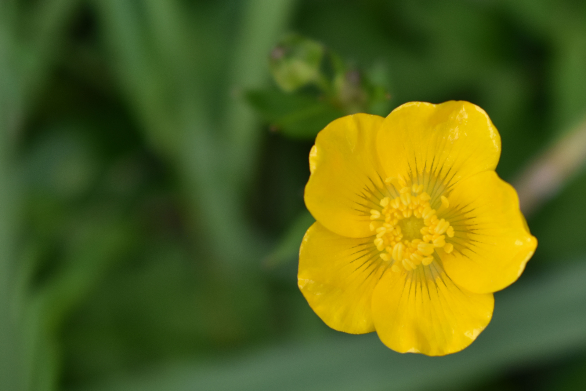 Yellow flower with a green center blooming against a blurred green background