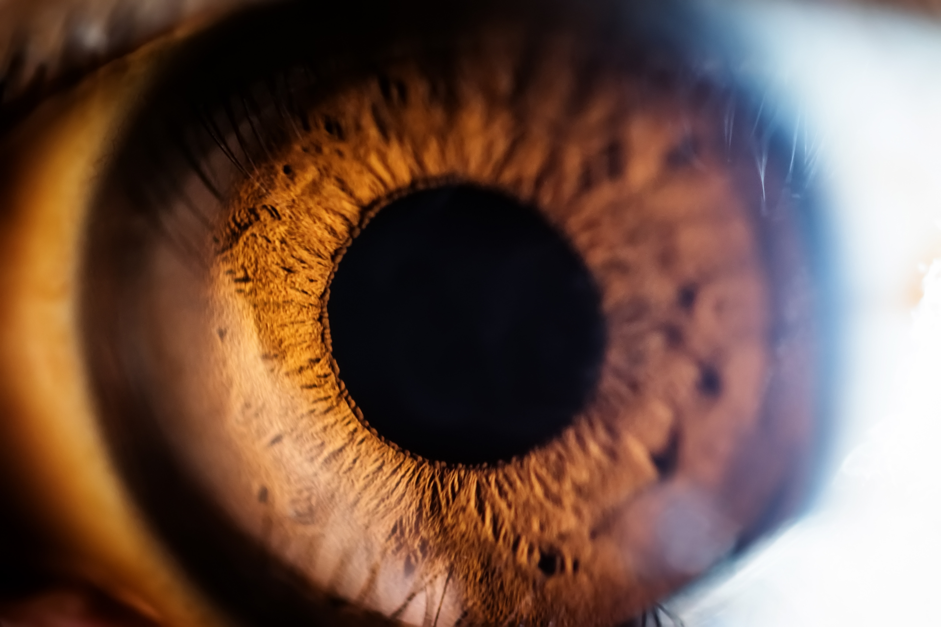Close-up of a brown human eye with a sharply focused iris and dark pupil