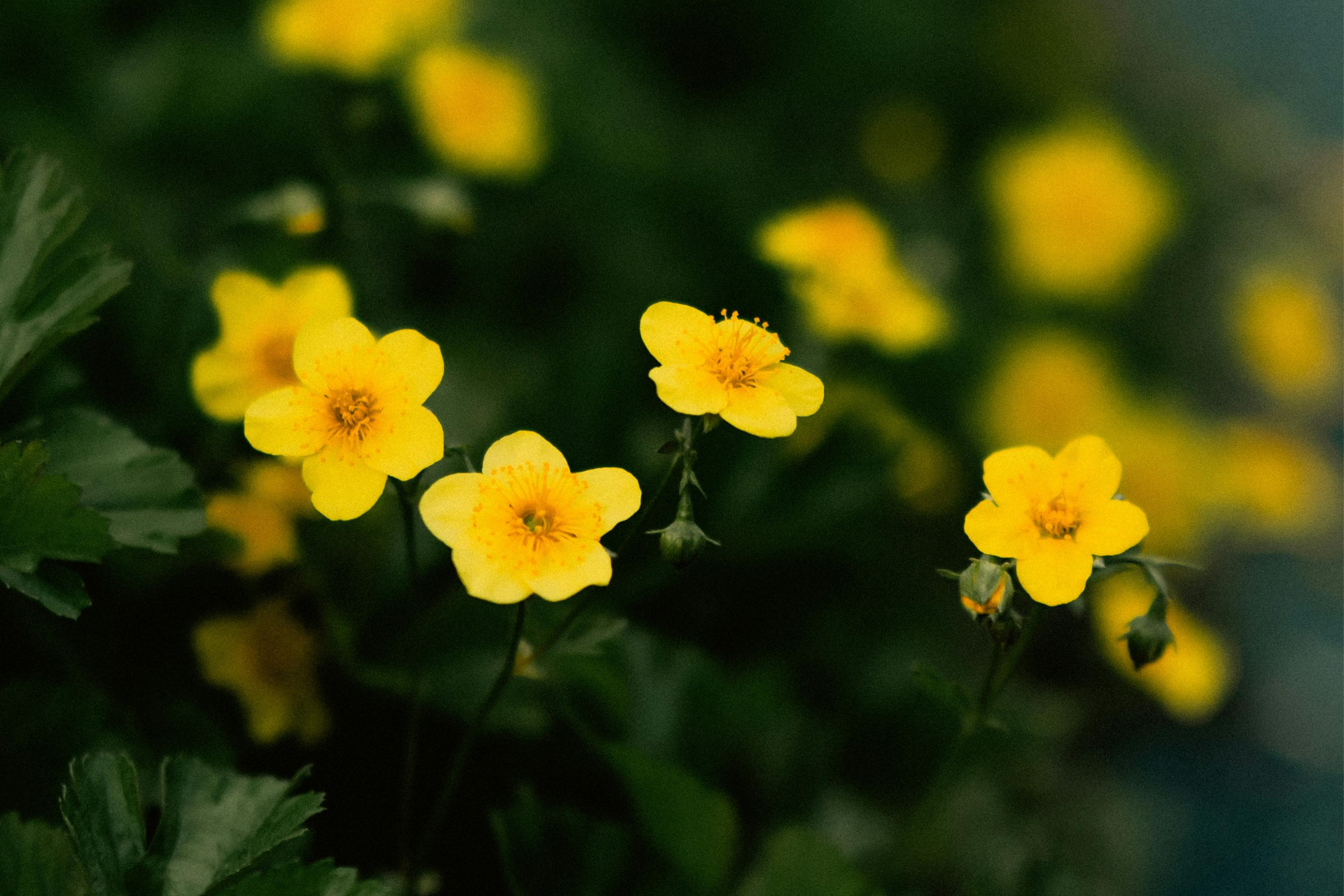 Yellow flowers blooming against a dark green blurred background.