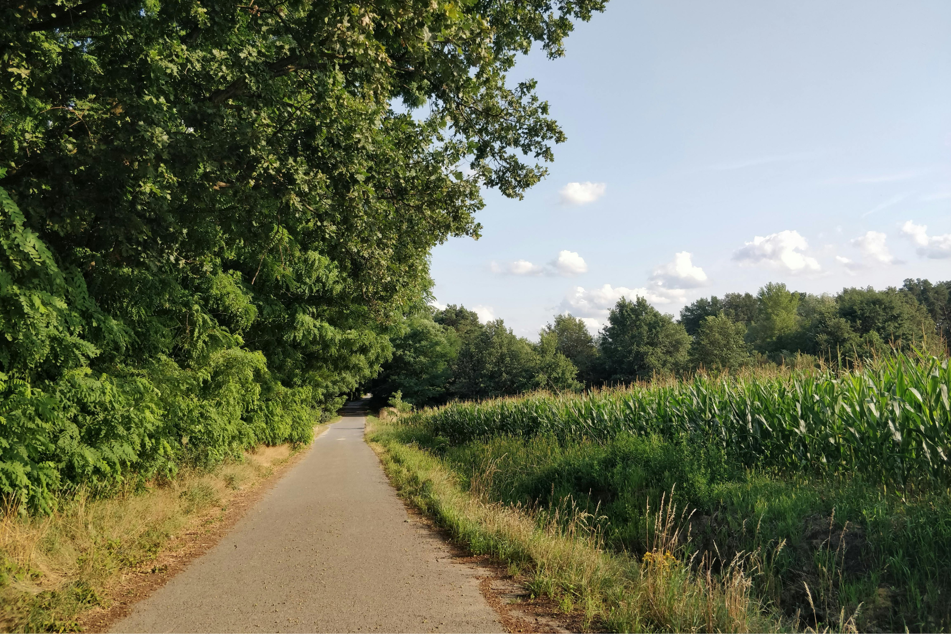 Sunny paved path beside green trees and tall cornfield under a blue sky