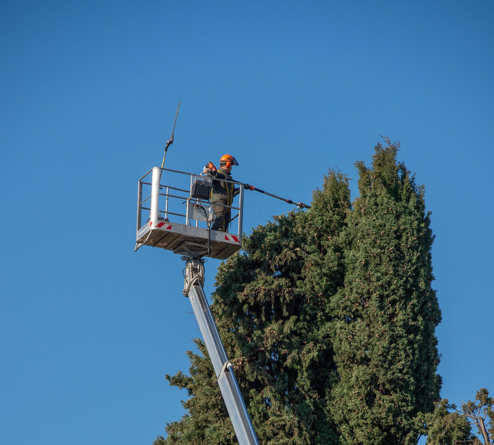 Discount Tree Service Top Rated Tree Service Santa Rosa, California