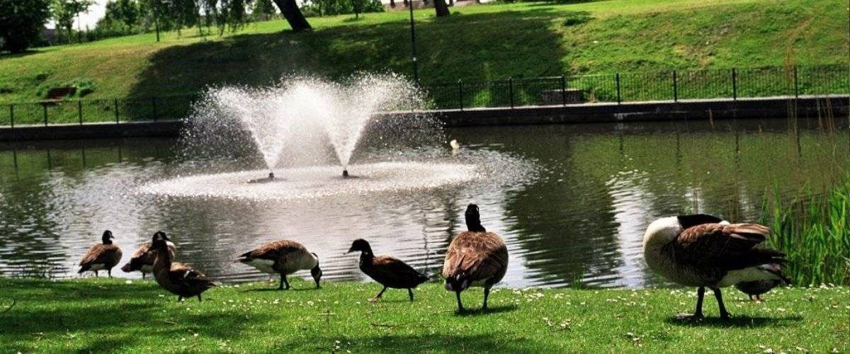 Geese graze on a grassy bank by a pond with a fountain. Lush green trees and grass frame the scene.