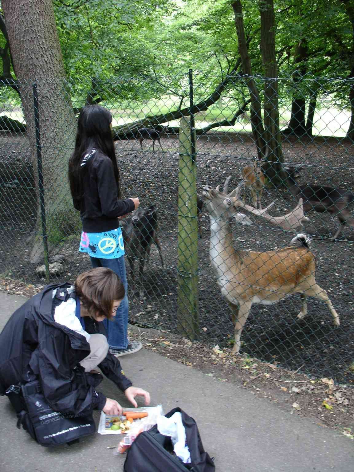 Visitors feeding the deer at Bentley Priory Nature Reserve, Stanmore