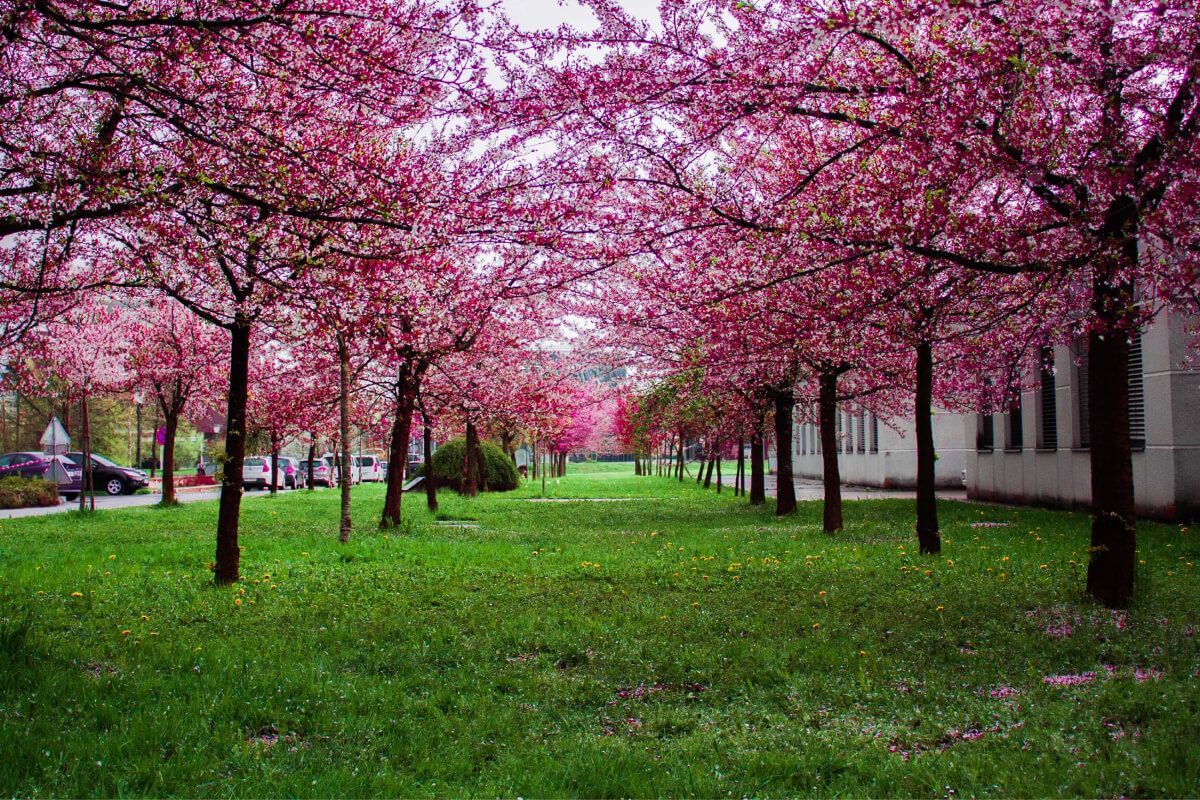 Lush green lawn beneath rows of cherry blossom trees with vibrant pink blooms, creating a tunnel effect; overcast day.