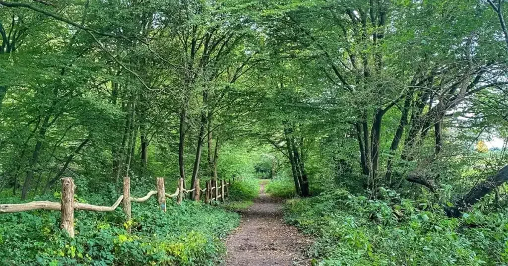 Woodland path through Ruislip Woods near Northwood