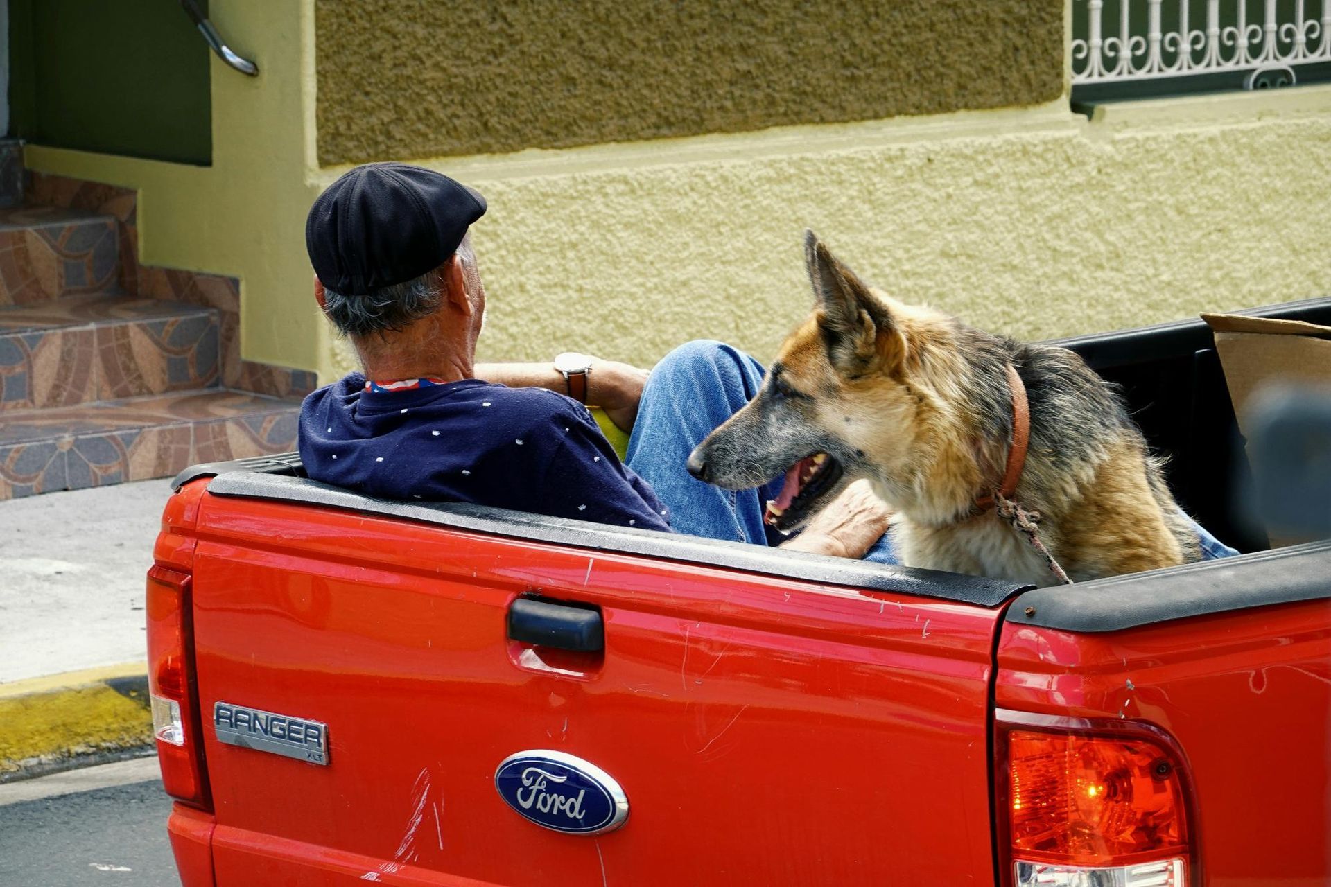 Man and German Shepherd in the back of a red pickup truck. Both looking forward, dog with tongue out.
