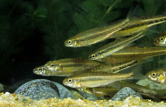 A school of small, silvery fish with dark stripes swims near the sandy bottom.
