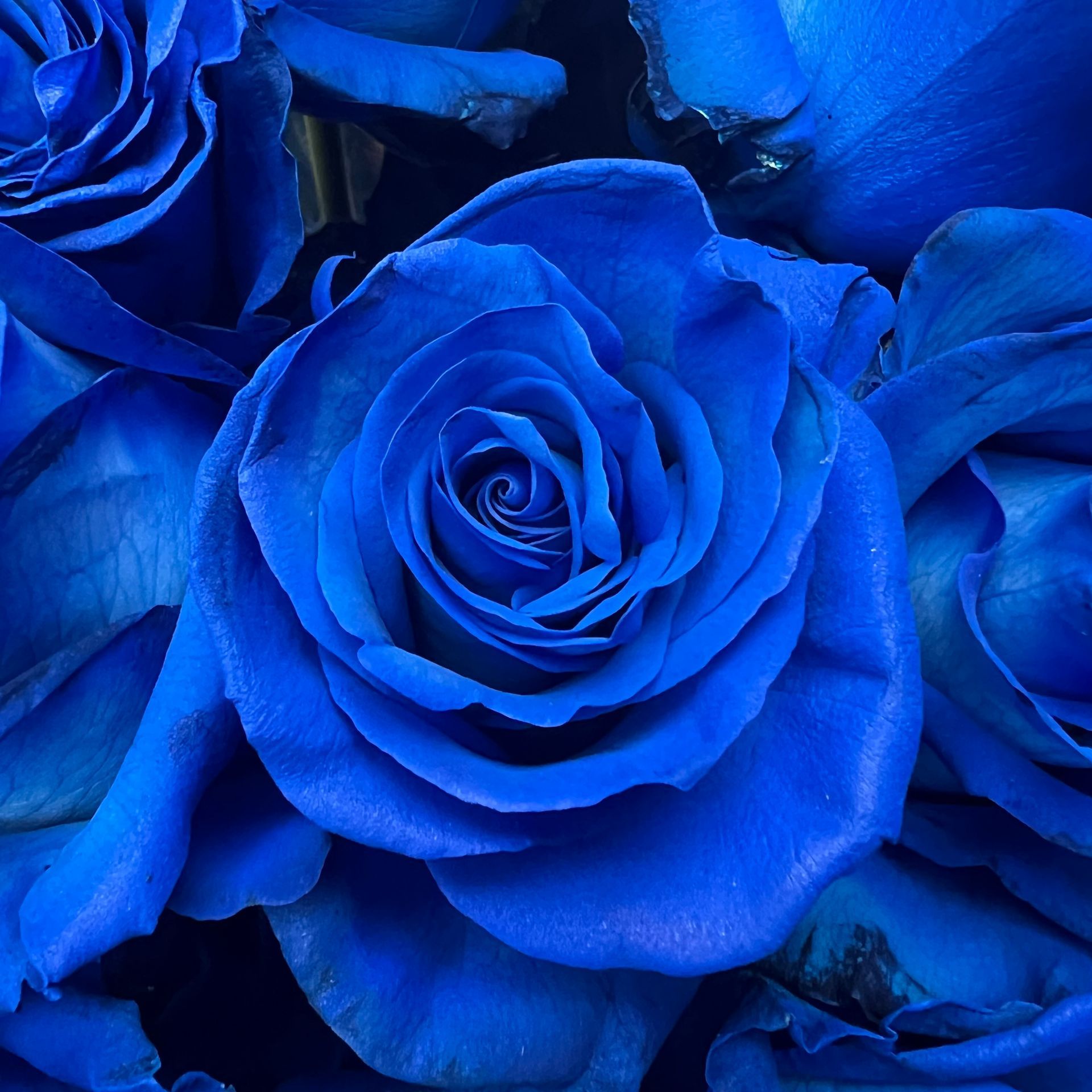 La Rosa blu