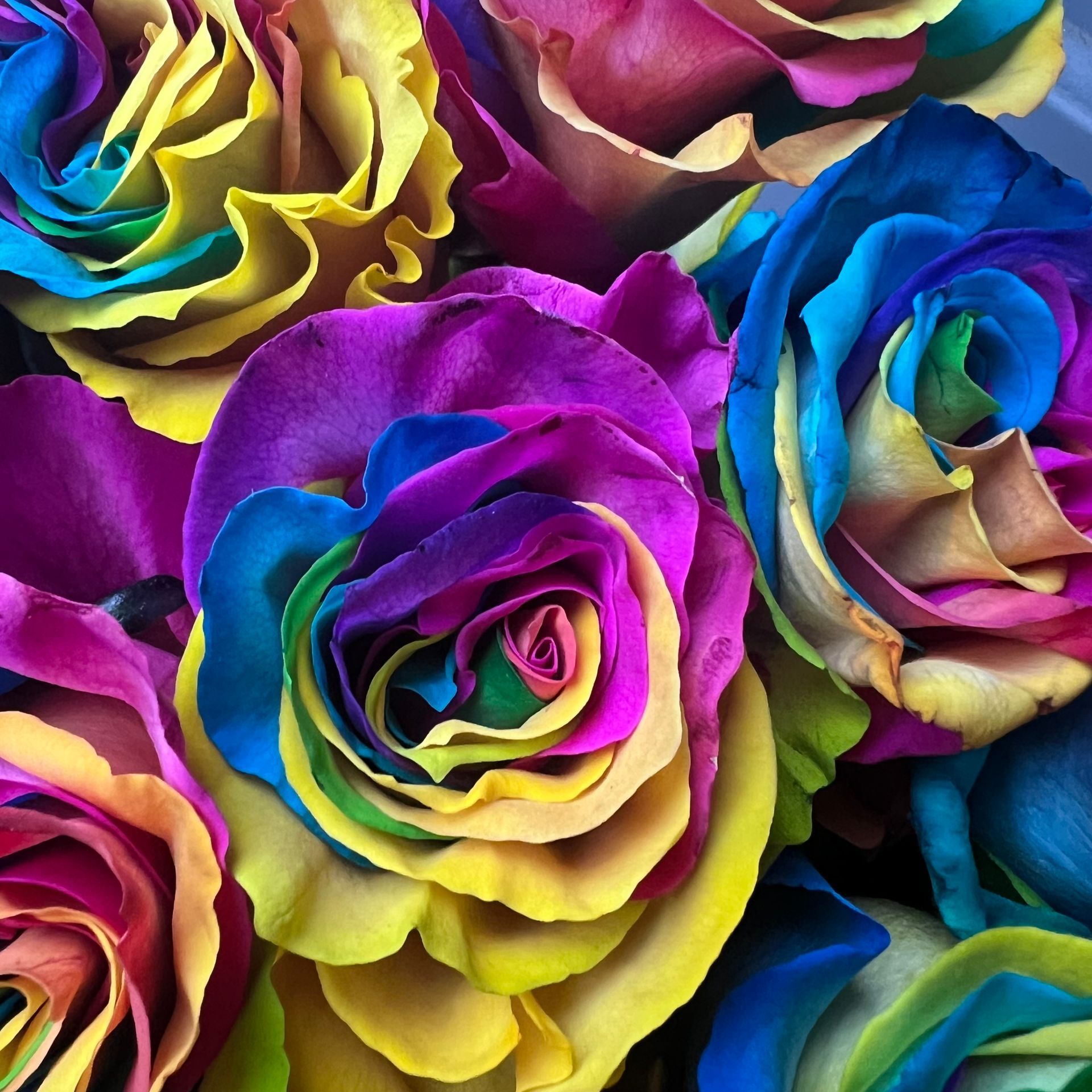 La Rosa Arcobaleno