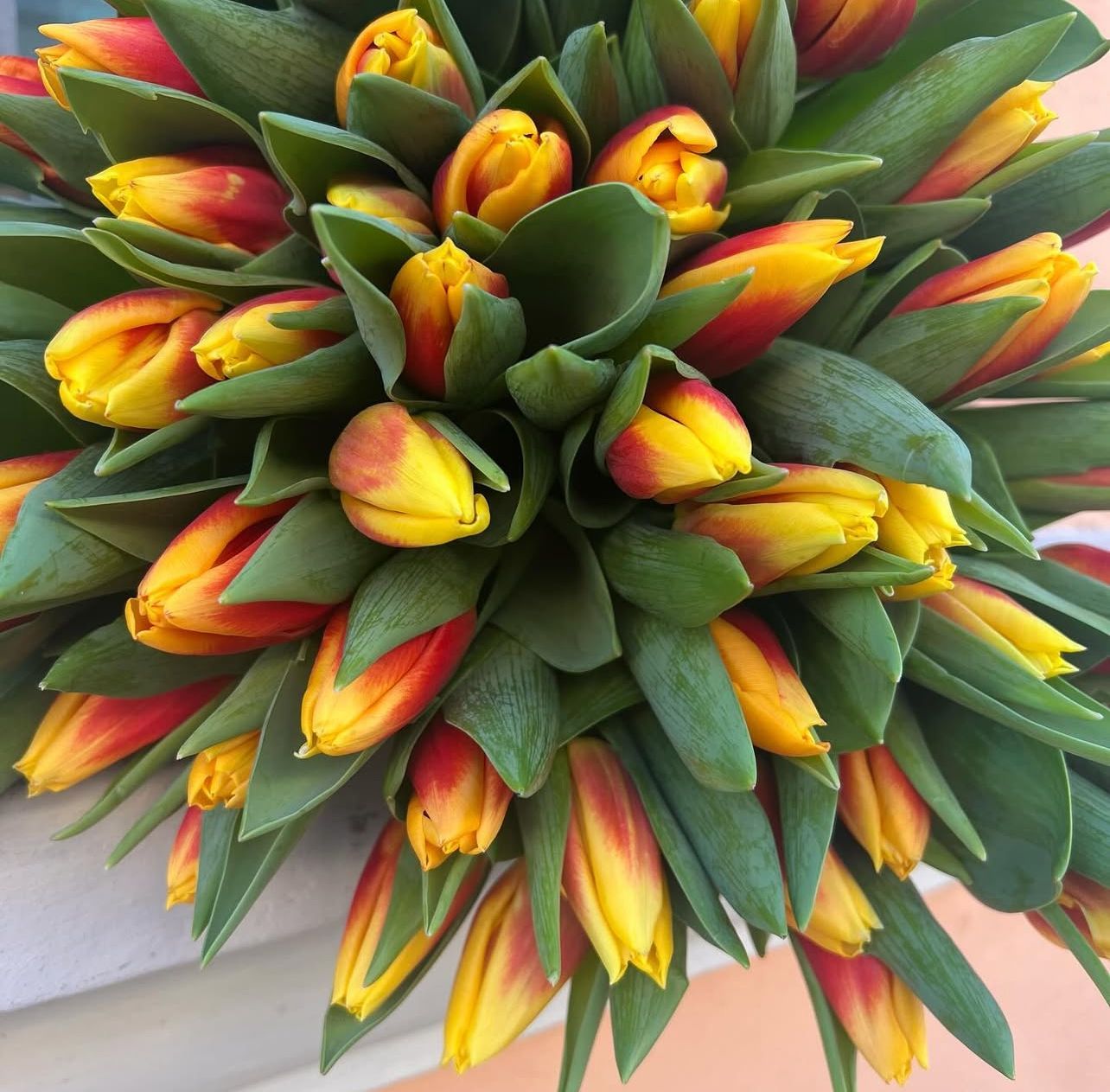 Tulipani a numero