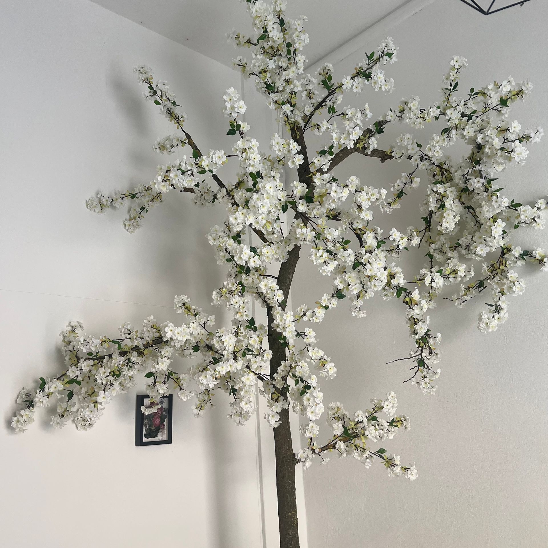 Albero di Ciliegio, Pesco o Mandorlo