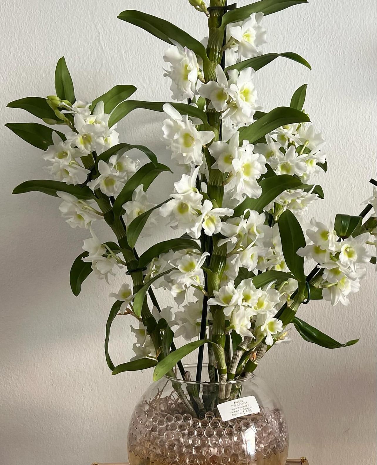 Splendida Orchidea in vaso di vetro con perle.