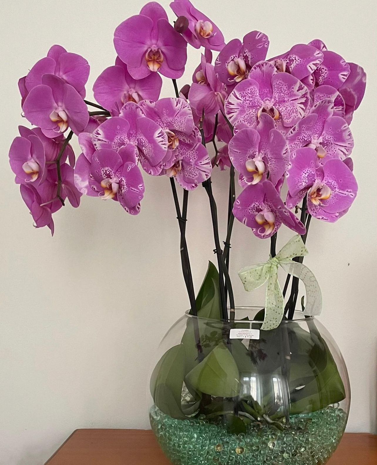 Splendida Ochidea Phalaenopsis