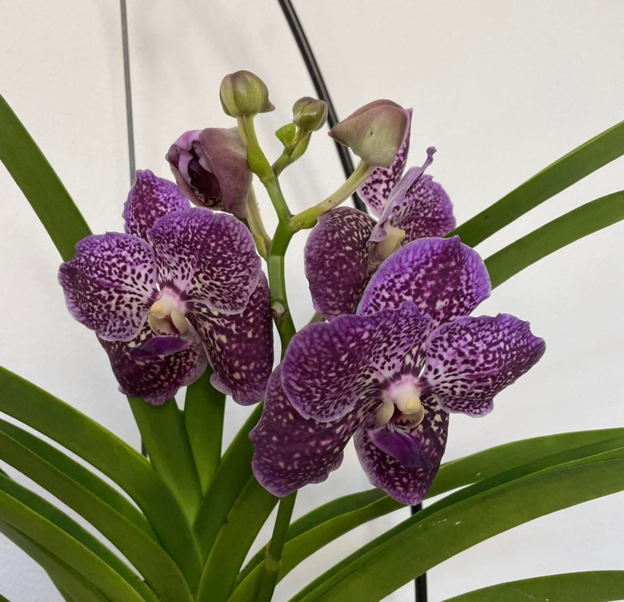 Orchidea Vanda
