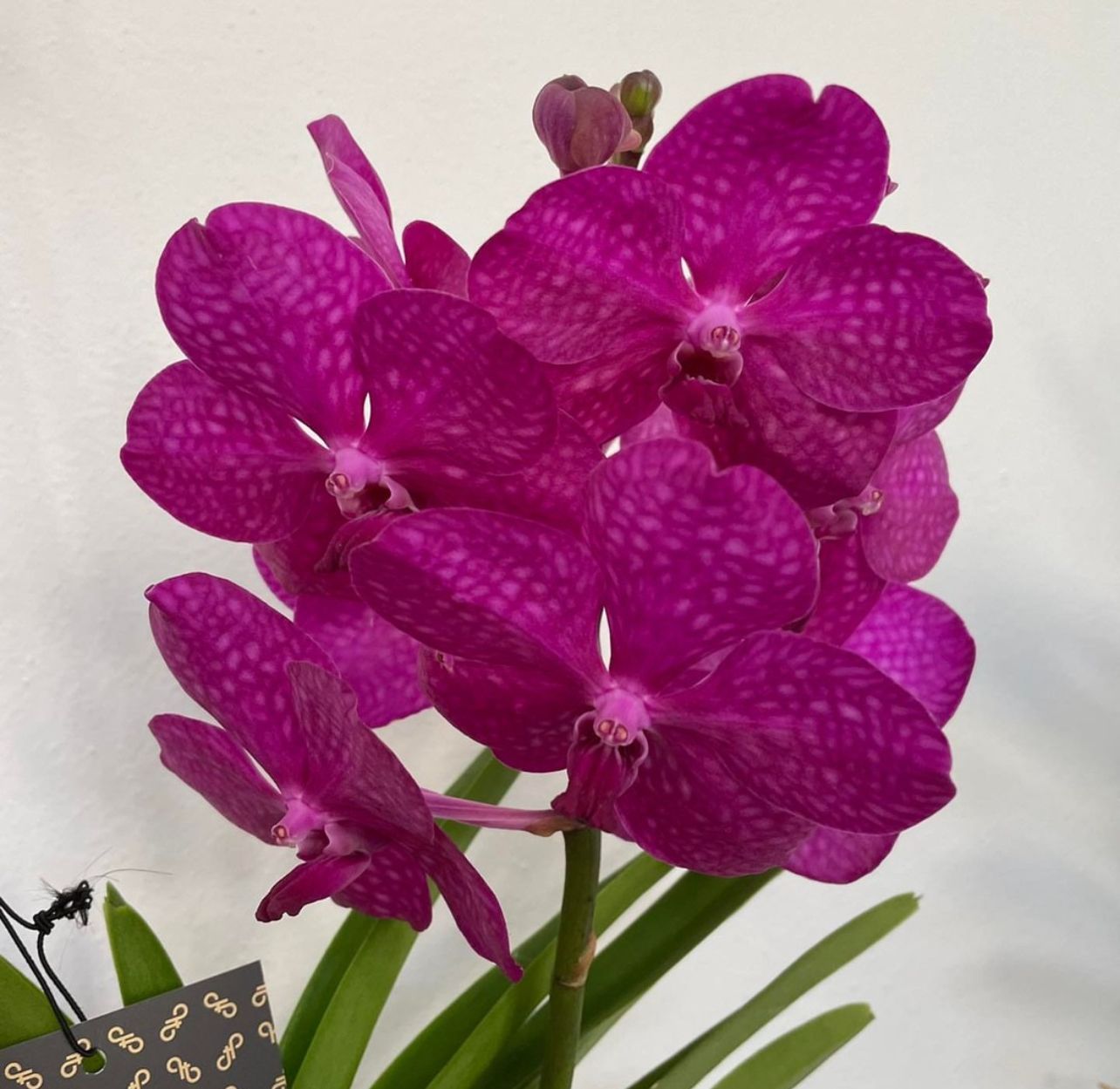 Orchidea Vanda