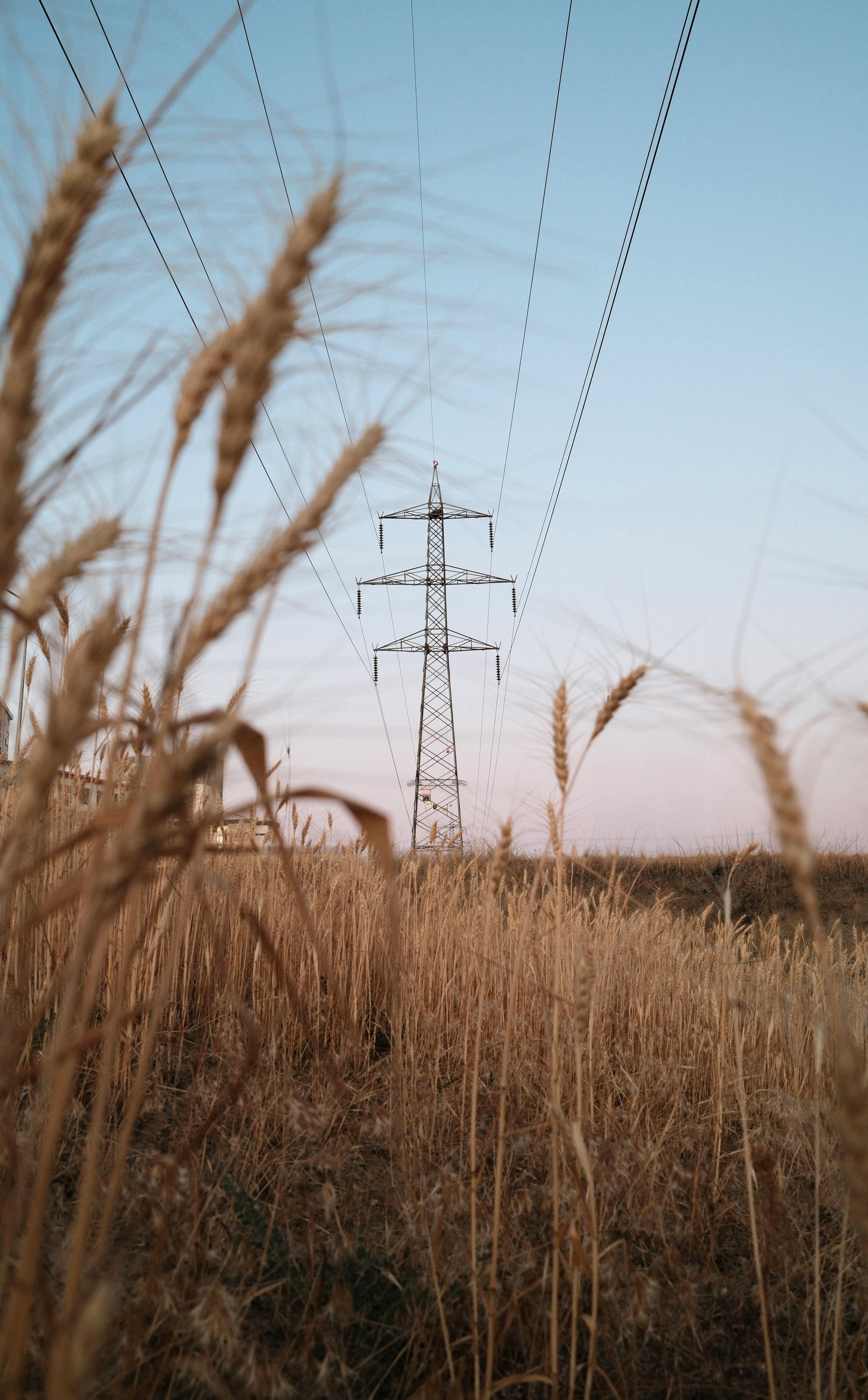 Dry grass in a field with a power transmission tower against a pale blue sky.