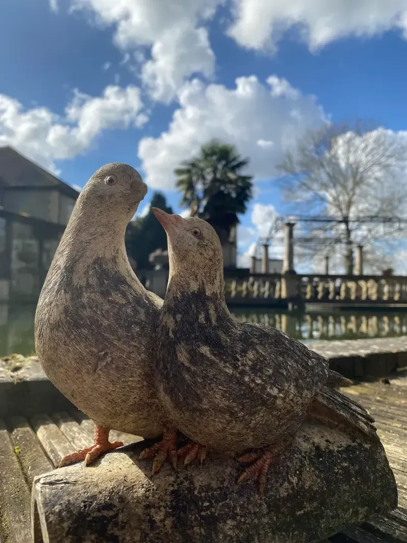 Woodlands Manor Care Home | A couple of birds sitting on top of a rock.